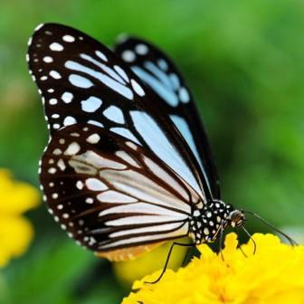 Papilliorama à Fribourg 