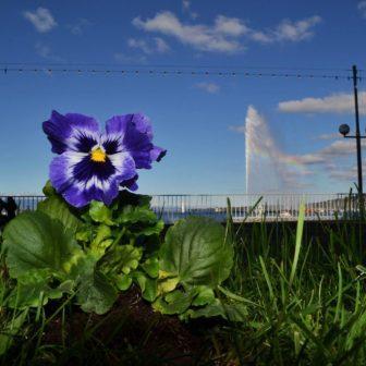 Plantez une fleur contre la violence