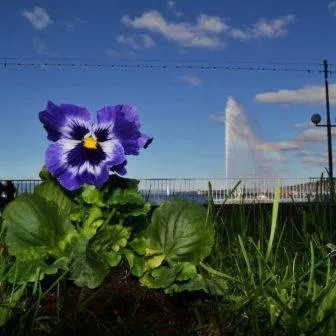 Plantez une fleur contre la violence